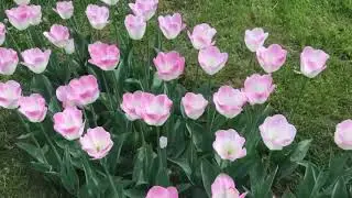 Сад в Коломенском