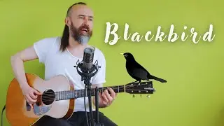 Blackbird - Furch Om 33 / Aston Spirit / TC helicon play / Focusrite Scarlett