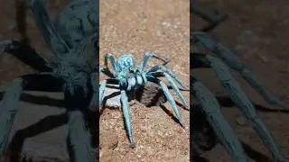 Wolf Spider Springs Out Of Hole! 🕳️