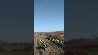 Хороший воскресный день....участок