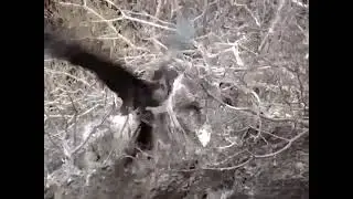 aggressive frigate bird and lava gull on the islands educational