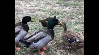 Rouen Ducklings Sequel: Adults Already!
