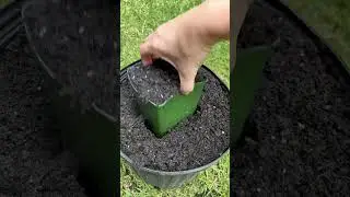 Potting our TWISTED GRASS! 