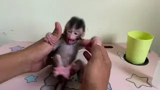 NEWBORN BABY MONKEY HYSTERIC WHEN THERE IS NO BASE AND HANDLE
