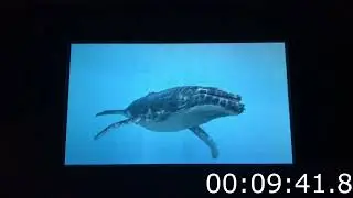 Endless Ocean: Blue World - Any% in 1:58:12