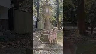 Come with me to the Nara deer park in Japan  🦌 🇯🇵