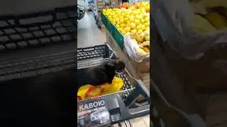 собака-говоряка в АТБ ходяка