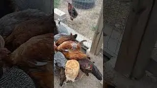 Gallinas libres en el campo