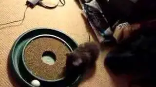 Bunny Kitties!