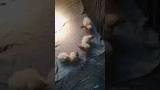 индюшата 