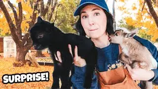 Guess what...we have another BABY! (miniature goat kidding season)
