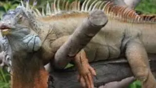 Dubai Zoo Tour (Lama Tours) - Lamadubai.com