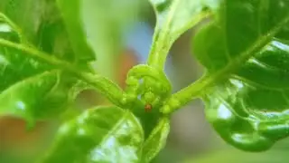 Carolina Reaper 156 Days