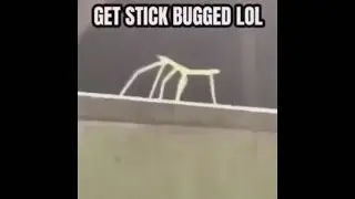 Getting Stick Bugged in the SLOWEST WAY