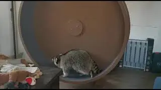 И снова Аромис и его любимый тренажерчик 🐾🐾🐾