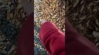 the dance of the leaf