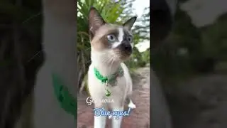 Meeting cats in the morning
