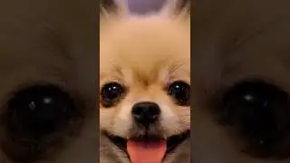 We Love Our Pups! (“Noseprints on the Window” Clip)