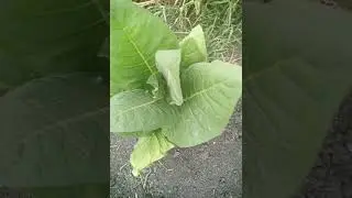 Прямой посев табака ранней весной 