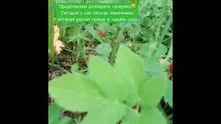 Лесная земляника // Дары природы // Натуральный продукт//Приколы в деревне//Тик Ток 