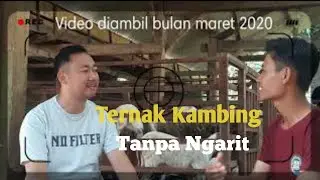Ternak kambing tanpa ngarit ala baznas
