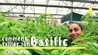 Comment tailler son Basilic ? - Tuto #12