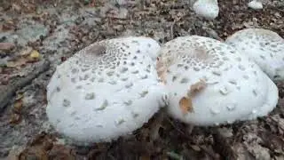 PRIN PĂDURE DUPĂ HRIBI🍄HRIBI LA TIGAIE