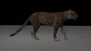 [ANIMATION] Tiger walking cycle