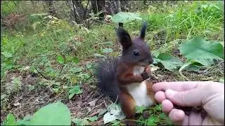 Необычное поведение дикой белки.