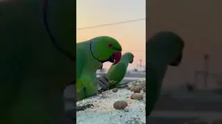 Beautiful Ringnecks Eating food in Balcony #birds #parrots