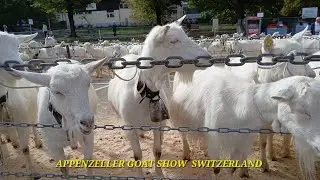 APPENZELLER GOAT SHOW 2024 /SWITZERLAND