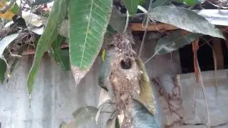 Hummingbird   in a different nest