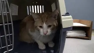 Give This Fearful Cat a Family To Love  Tigger on Wet Nose Wednesday