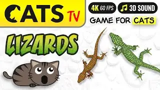 CATS TV - Fast 3D Lizard 🦎🙀 Game for cats & dogs 😻📺🐶 [4K]