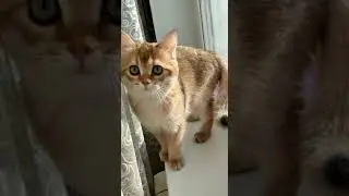 Рыжее солнышко😊