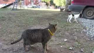 Двор Ижевск. Спаниель и кошка.