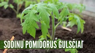 Pomidorų sodinimas į šiltnamį guldant: kodėl ir kaip tas daroma
