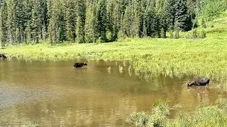 Hike to See MOOSE at Grand Teton!