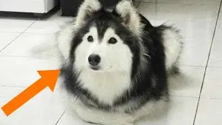 Husky lived with cats. After a couple of years, the owner noticed that something was wrong with him.