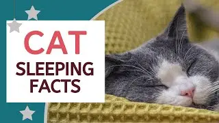Cat Sleeping Facts Every Cat Owner Should Be Aware Of.