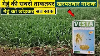 गेहूं की सबसे ताकतवर खरपतवार नाशक दवा 🌾🌾 गेहूं को छोड़कर सब करें साफ ।। Best Herbicide #herbicide