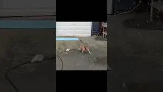 МИНУТКА СМЕХА / ПОДПИШИТЕСЬ, ХОЧУ 1000 ПОДПИСЧИКОВ 🙏🥹