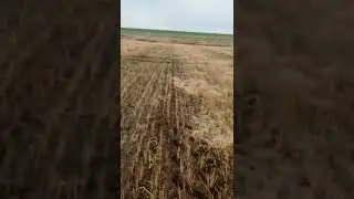 УБОРКА  ЛЬНА НА ПРЯМУЮ
