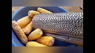 Dona Rose já tá colhendo milho ,e fazendo bolo de 🌽 delícia 😋..