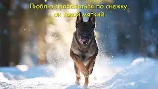 Запорошило