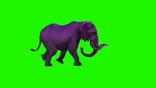 Elephant Green screen video - walking elephant green screen
