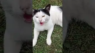 киса хочет что то сказать