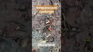 Февральские грибочки