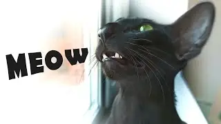 Oriental Cat Talking | Black Oriental Cat Meowing