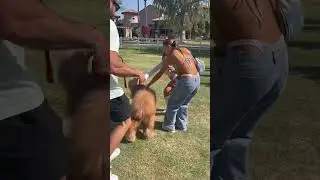 I snuck my dog into Coachella! 